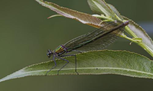 Calopteryx splendens